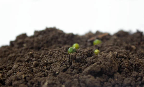 Sementes de plantas no chão sobre fundo isolado branco. Lugar para texto. — Fotografia de Stock