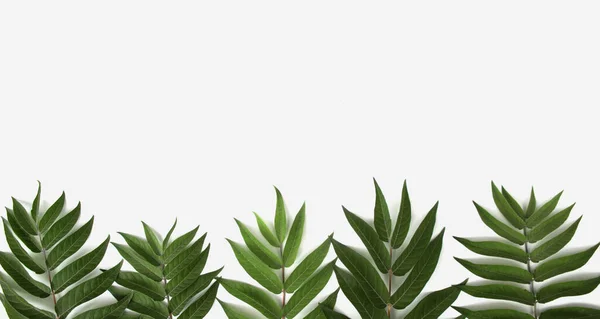 Zelená živá rostlina větev na bílém pozadí — Stock fotografie