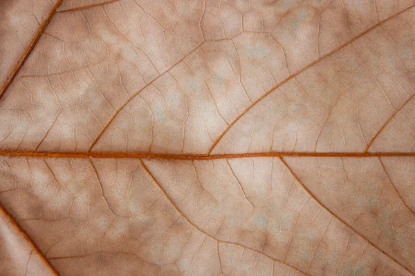 Textura de hoja roja de otoño de cerca —  Fotos de Stock