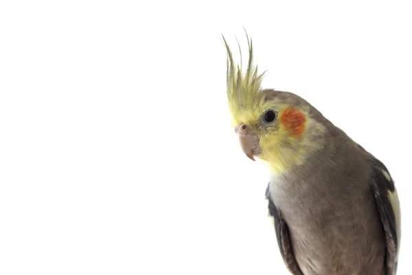 Cockatiel papagaio no fundo isolado branco fechar — Fotografia de Stock