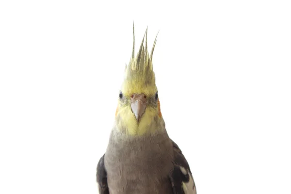 Cockatiel papagaio no fundo isolado branco fechar — Fotografia de Stock