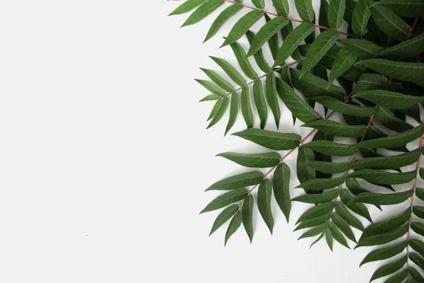 Green living plant branch on white background — Stock Photo, Image