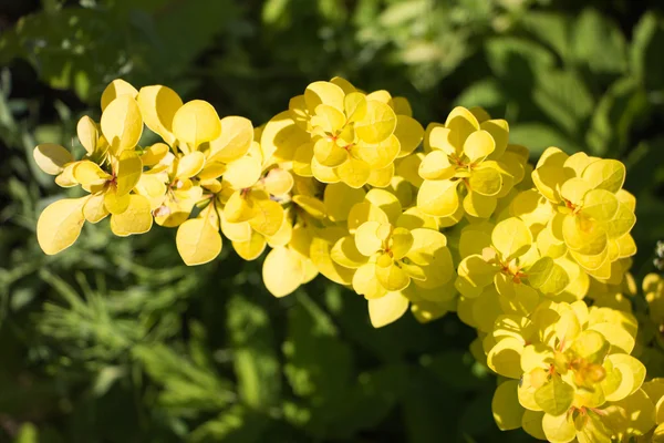 Pastoral yaz çayır kır çiçekleri - Berberis thunbergii Bonanza altın — Stok fotoğraf