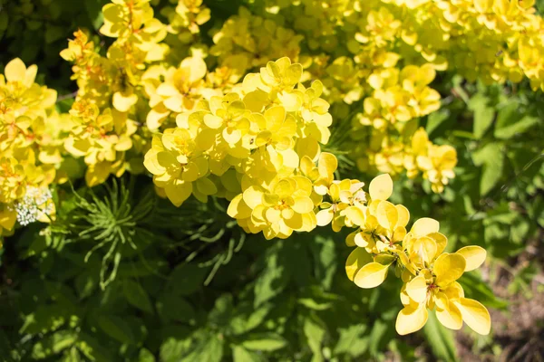 Idyllische zomer weide wildflowers - Goud Bonanza Japanse berberis Stockfoto