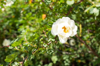 Beyaz vahşi çiçek kuşburnu bahar çiçeği