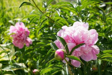 Yaz parlak pembe ve beyaz Şakayık çiçeği