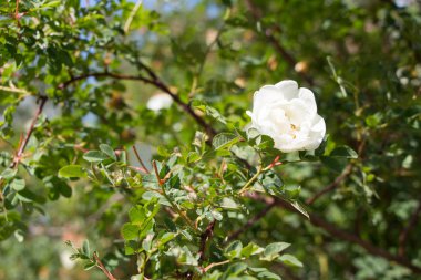 Beyaz vahşi çiçek kuşburnu bahar çiçeği