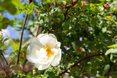 Beyaz vahşi çiçek kuşburnu bahar çiçeği