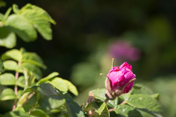 赤明るいピンク野生ローズヒップの花春の花 — ストック写真