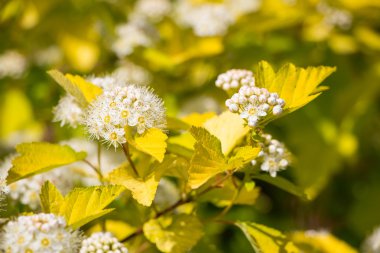 Yaz çiçek açan şarap Ninebark (Physocarpus opulifolius)