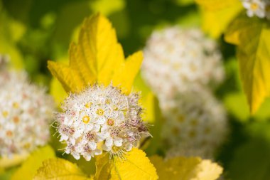 Yaz çiçek açan şarap Ninebark (Physocarpus opulifolius)