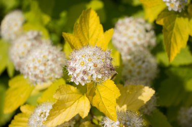 Yaz çiçek açan şarap Ninebark (Physocarpus opulifolius)