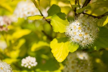 Yaz çiçek açan şarap Ninebark (Physocarpus opulifolius)