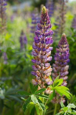 Lupin bahar ve yaz çiçek çiçekler