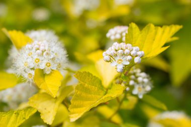 Yaz çiçek açan şarap Ninebark (Physocarpus opulifolius)