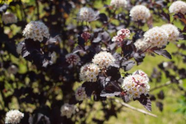 Yaz çiçek açan şarap Ninebark (Physocarpus opulifolius)