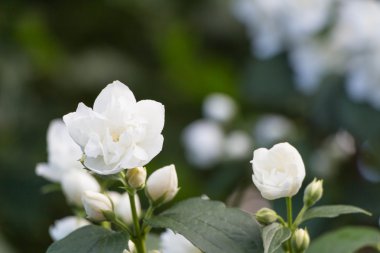 Beyaz yasemin, yeşil leafes, yaz çiçeği