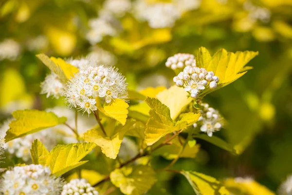 Ninebark vinho florescendo do verão (Physocarpus opulifolius) — Fotografia de Stock