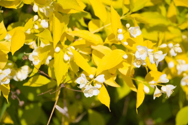 Filhos amarelos coronarius aurea Folhas e flores — Fotografia de Stock
