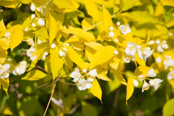 Gula Philadelphus coronarius aurea blad och blommor Royaltyfria Stockfoton