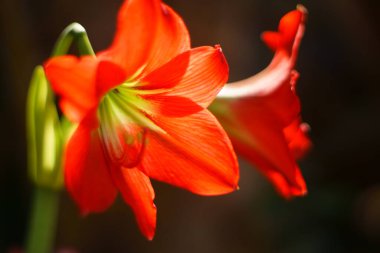 Kızıl çiçekler karanlıkta güneşle savaşır..