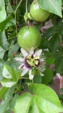 Tutku meyvesi ve Arı