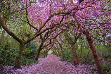 Manchester Heaton Park 'ta bir sıra Kiraz Çiçeği Kadını               