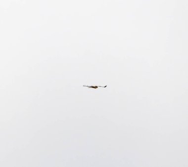 Kuş gökyüzünde uçuyor.