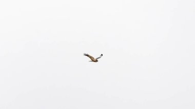 Gökyüzünde uçan bir martı.