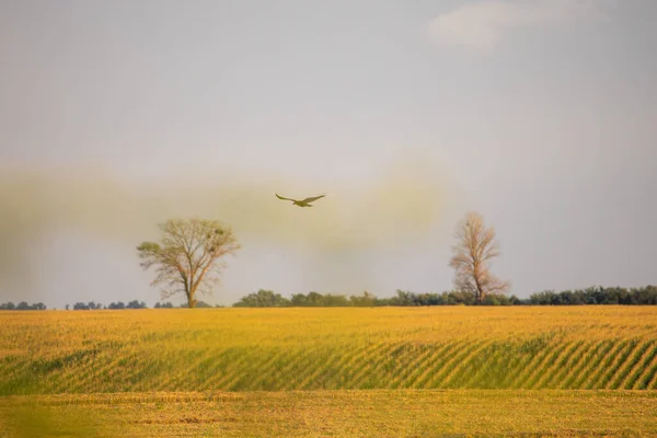 Uçan kuşlar tarlaların üzerinde