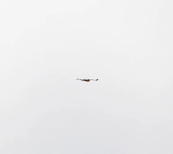 Kuş gökyüzünde uçuyor.