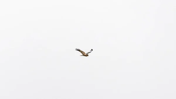 Gökyüzünde uçan bir martı.