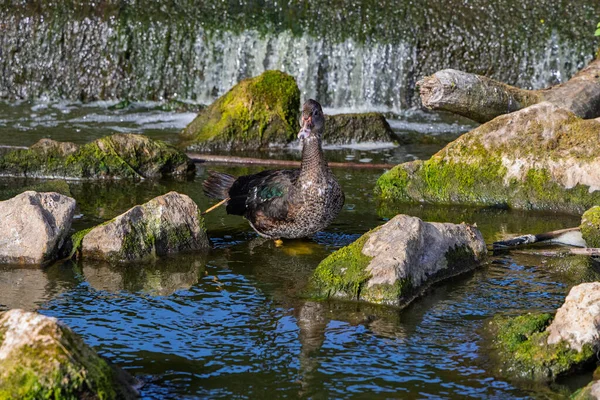Ördekler baharda gölette yüzerler..