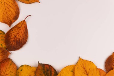 Sonbahar renkli yapraklardan yapılmış çerçeve beyaz arkaplanda düzensiz bir şekilde düzenlenmiş.