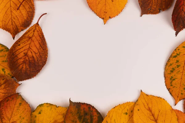 紅葉の異なる紅葉が並ぶ秋のフレーム — ストック写真