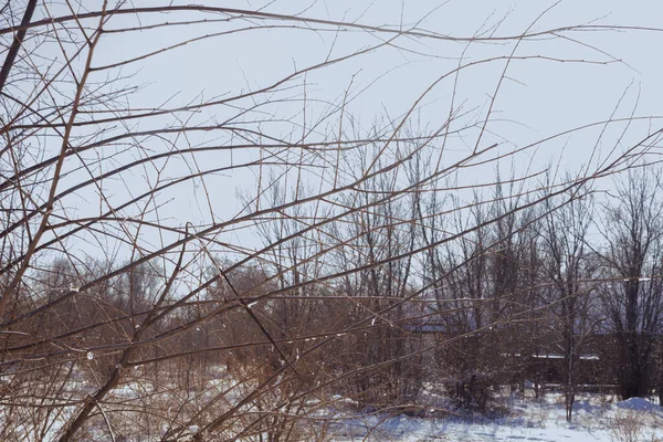 Bomen Struiken Een Besneeuwd Park Een Heldere Dag — Stockfoto