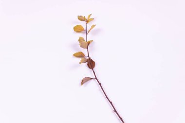 Sarı yapraklı dal üst görünüm