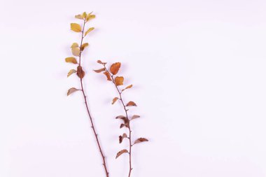 Sarı yapraklı iki dal bize yalan söylüyor.