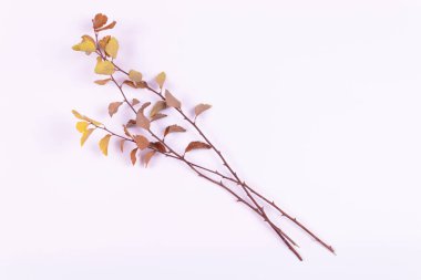 Sarı ve turuncu yapraklı üç dal üst üste dizilmiştir.