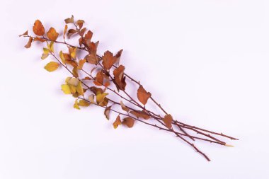 Sarı ve turuncu yapraklı birkaç dal.