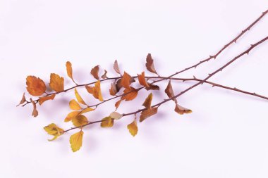 Sarı yapraklı üç dal yan yana uzanır.