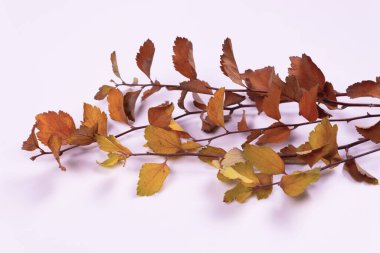 Sarı ve turuncu yapraklı dallar beyaz bir yüzeyde uzanır.