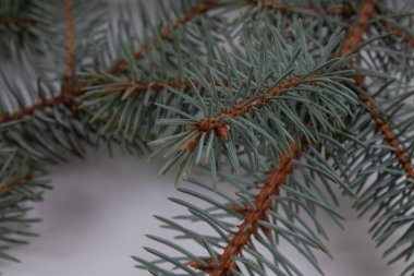 Beyaz bir yüzeyde iki ladin dalı uzanır.