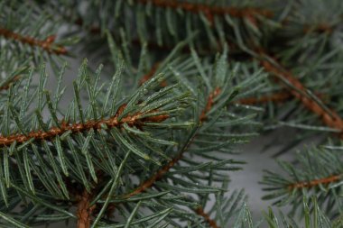 Bir yığın içinde ladin yeşil dalları