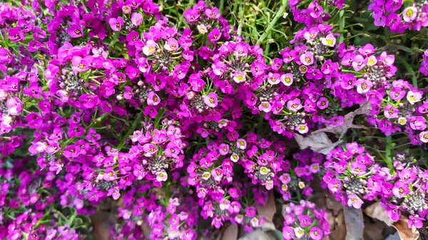 Struiken Van Kleine Lila Bloemen Met Witte Spatten — Stockfoto