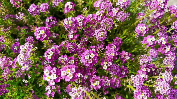 许多紫丁香花 绿叶间有白色斑点 — 图库照片