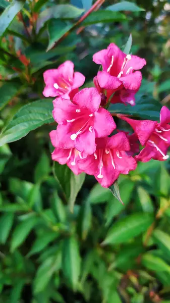 Roze Bloemen Een Achtergrond Van Groene Vegetatie — Stockfoto