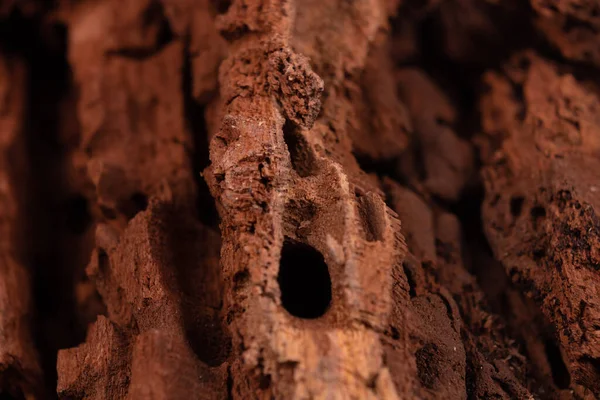 Morsches Holz Mit Löchern Und Spalten Der Nähe — Stockfoto