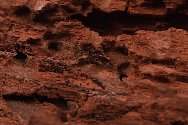 Gnijące Drewno Pęknięciami Jaskiniami Dziurami Czarnymi Bryzgami — Zdjęcie stockowe