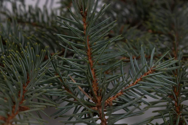 Αρκετά Μικρά Κλαδιά Ενός Χριστουγεννιάτικου Δέντρου Βρίσκονται Μια Λευκή Επιφάνεια — Φωτογραφία Αρχείου